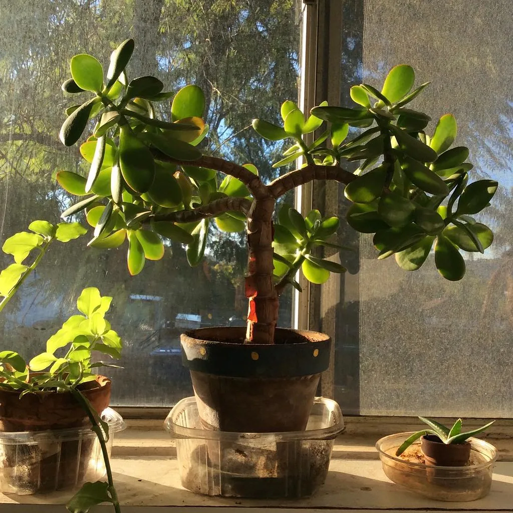 A potted houseplant by a window