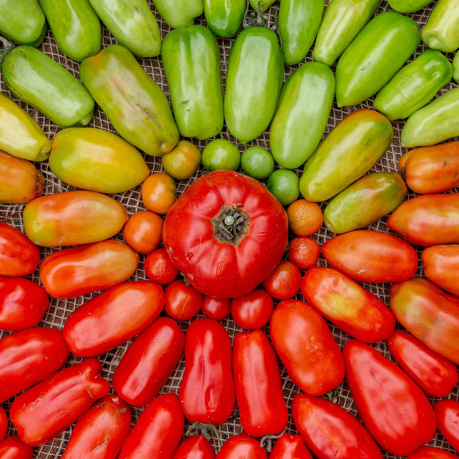 Red and yellow tomatoes